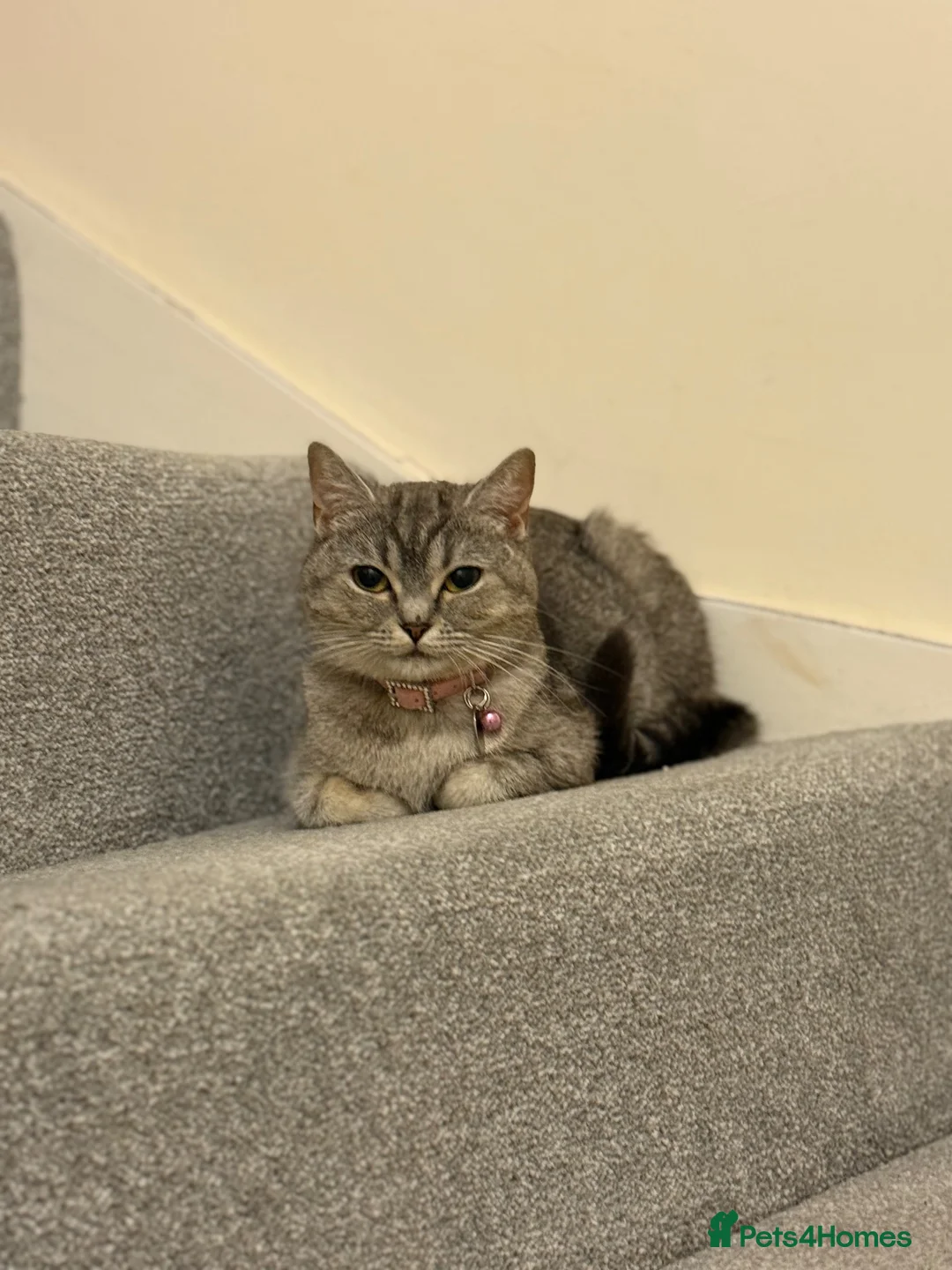 British Shorthair cats for sale: British shorthair cat - Advert 5