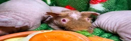 Guinea Pig rodents for sale: Skinny Pig Babies Boy & Girls - Advert 2