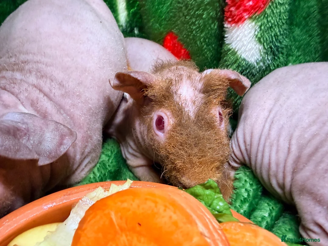 Guinea Pig rodents for sale: Skinny Pig Babies Boy & Girls - Advert 2