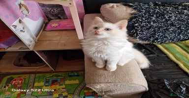 Ragdoll cats - Advert 5