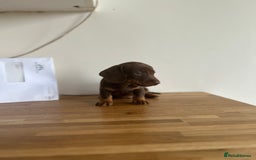 Miniature Dachshund dogs for sale:   🐾READY NOW🐾 | ONLY 1 BOY LEFT - Image 20