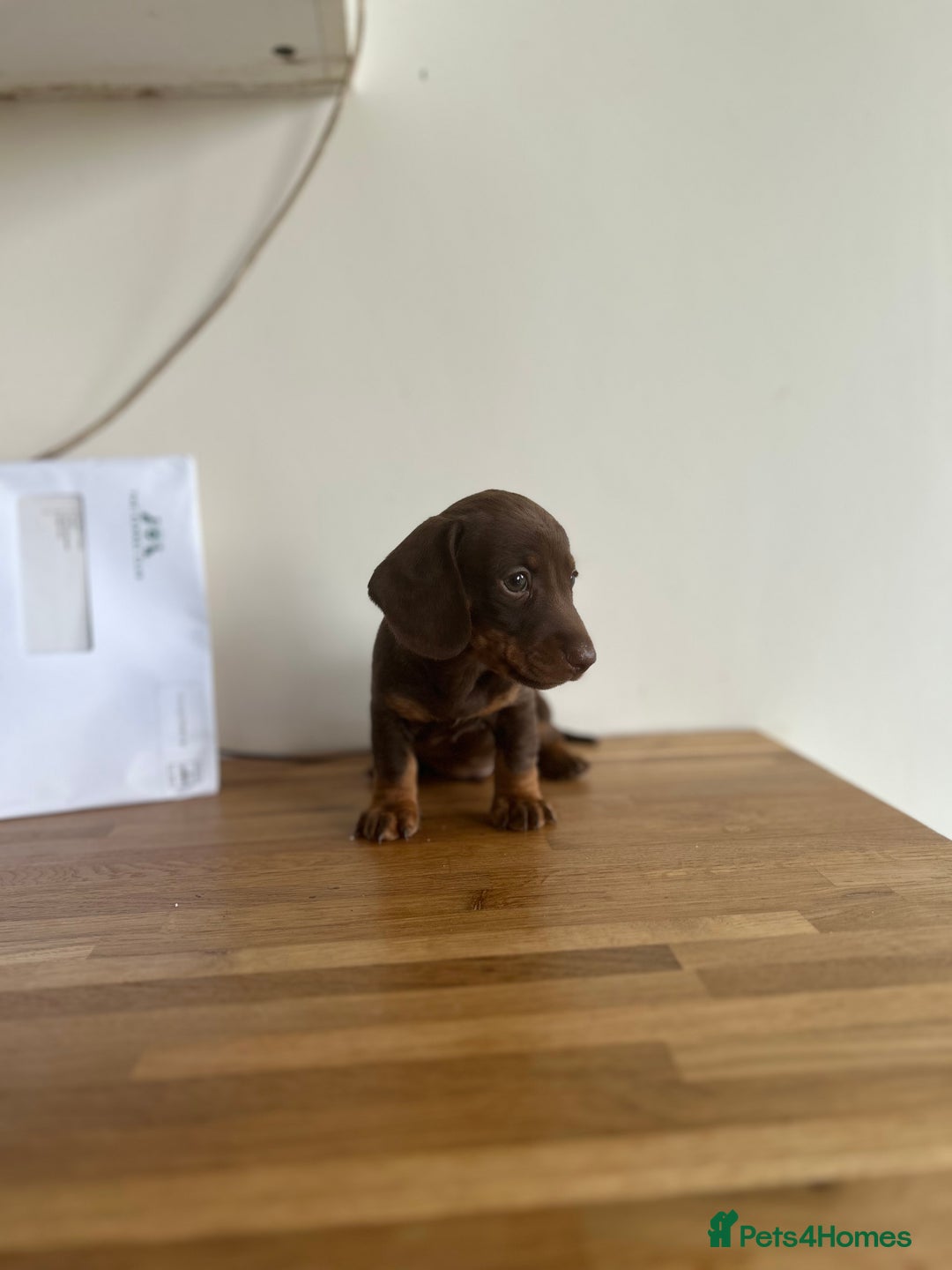 Miniature Dachshund dogs for sale:   🐾READY NOW🐾 | ONLY 1 BOY LEFT - Image 20