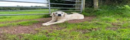 Golden Retriever dogs for sale: KC Reg Health Tested Golden Retriever Pups - Advert 17