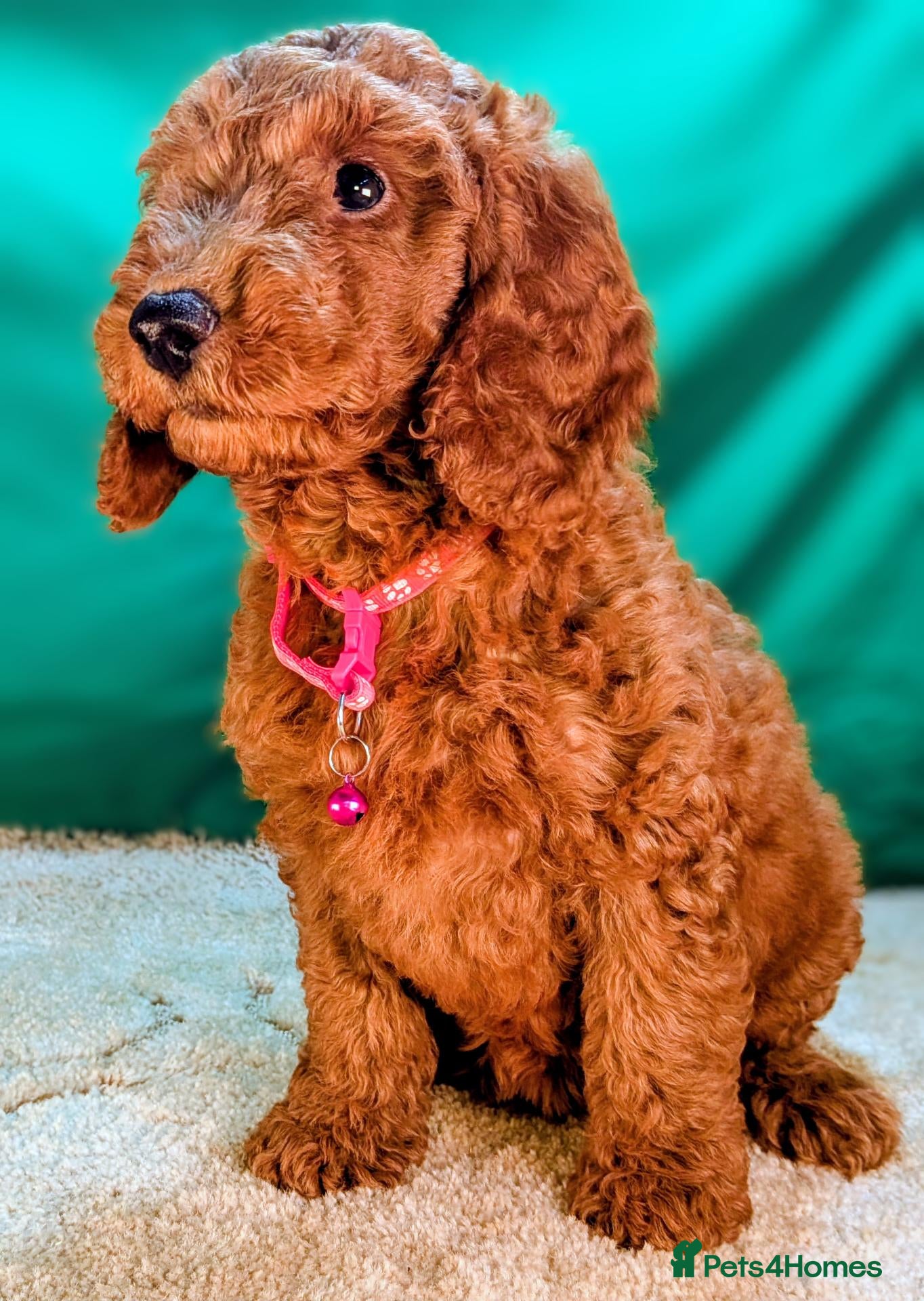 Cockapoo dogs 🐾 Deep red Cockapoo Puppies. - Advert 1