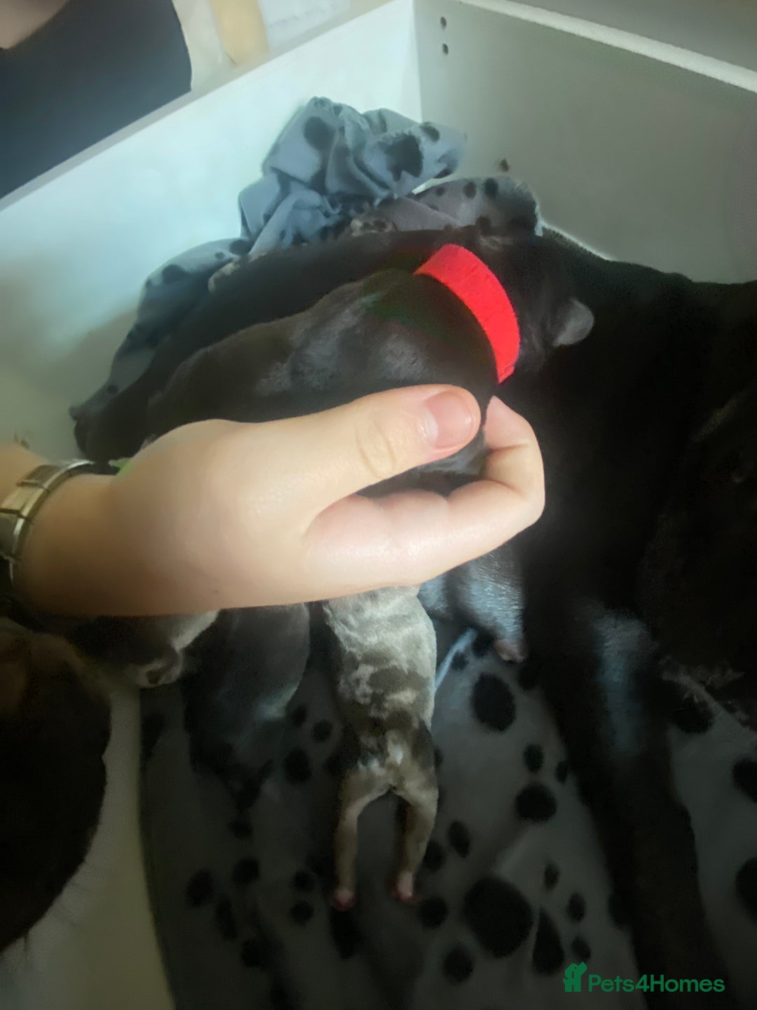 French Bulldog dogs for sale: Chocolate Isabelle Merle black white brindle mum  - Image 11