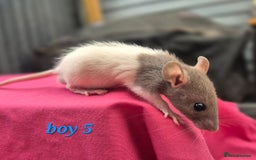 Rat rodents for sale: Male rats available - Image 8