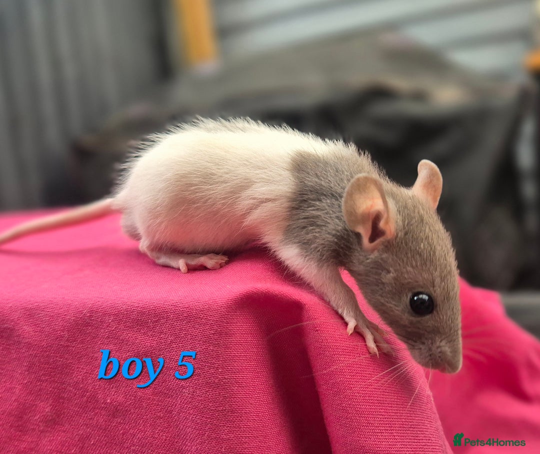 Rat rodents for sale: Male rats available - Image 8