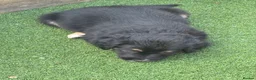 Mixed Breed dogs for sale: Beautiful puppies  in Tranent - Advert 9