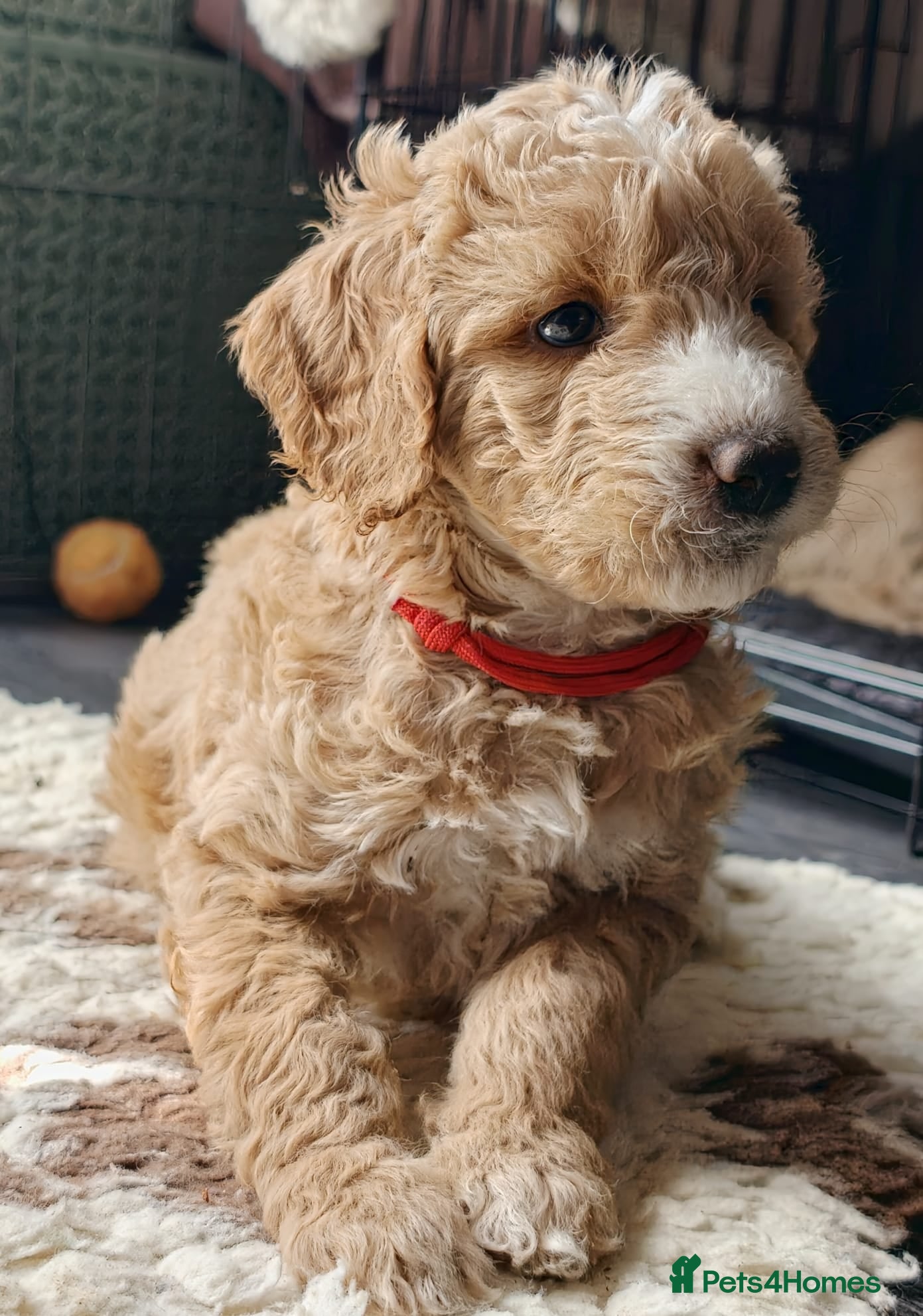 Goldendoodle dogs Exceptional Health tested Goldendoodle puppies - Advert 2