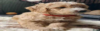 Dark pink/red collar