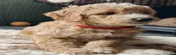 Goldendoodle dogs for sale: Exceptional Health tested Goldendoodle puppies - Advert 37