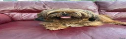 Shih Tzu dogs for sale: Beautiful Shih Tzu Puppies, lovely Temperaments in Port Talbot - Advert 3