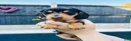 Miniature Dachshund dogs for sale: Miniature dachshund puppies 🩷💙 - Advert 4