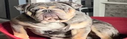 English Bulldog dogs for sale: Bulldog  - Advert 3