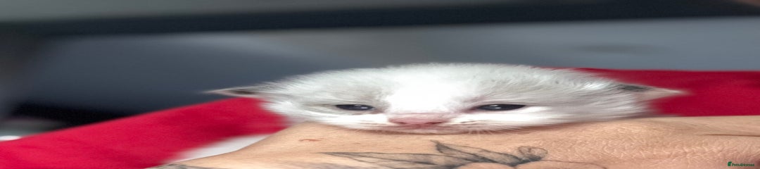 Ragdoll Kitten 6