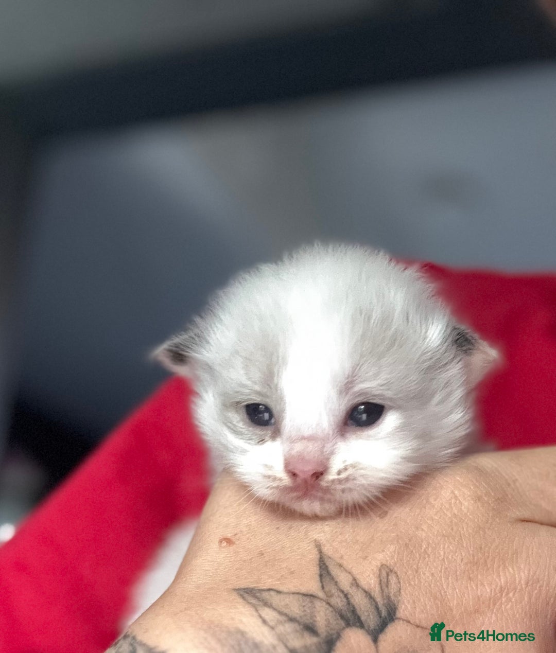 Ragdoll cats for sale: Tortie flame mink sepia tica  - Image 24