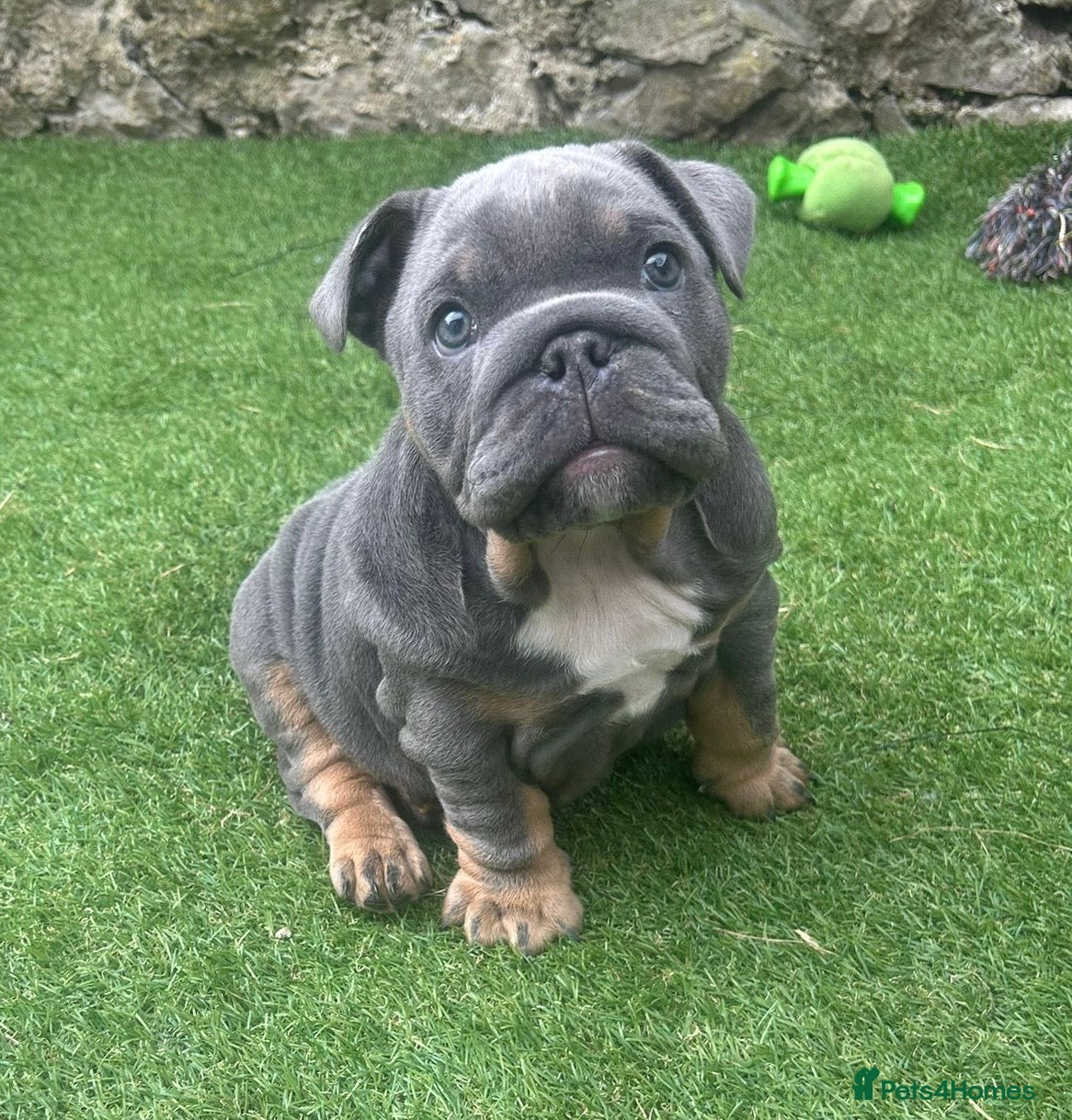 English Bulldog dogs 1 boy and 1 girl left ❤️💙 - Advert 4