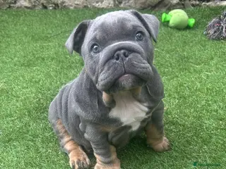 English Bulldog dogs 1 boy and 1 girl left ❤️💙 - Advert 4