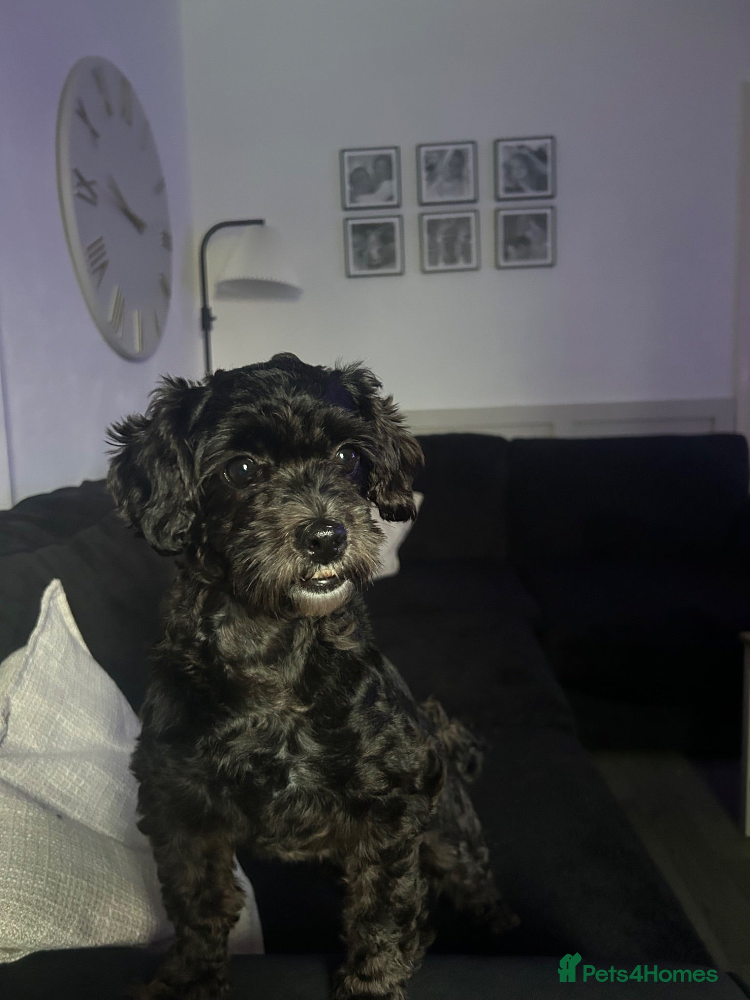 Shihpoo dogs 4 year old Shihpoo for sale  - Advert 1