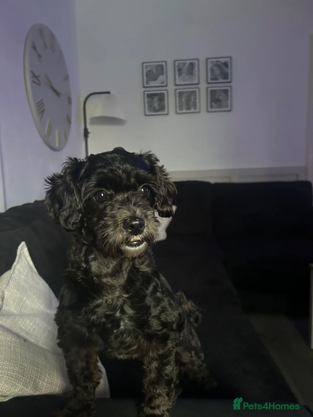 Shihpoo dogs for sale: 4 year old Shihpoo for sale  - Advert 1