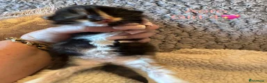 Aero
