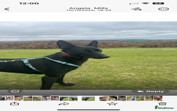 Mixed Breed dogs for adoption: Pango is looking for his forever home  - Image 3