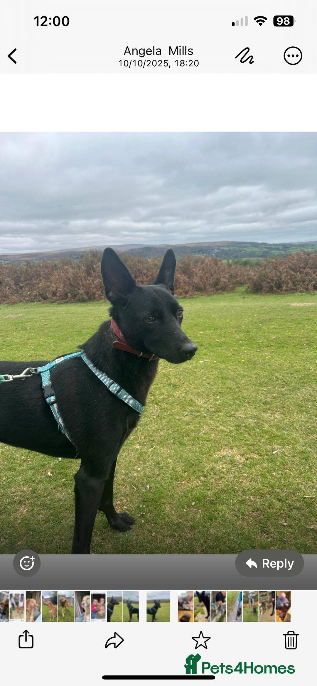 Mixed Breed dogs for adoption: Pango is looking for his forever home  - Image 3