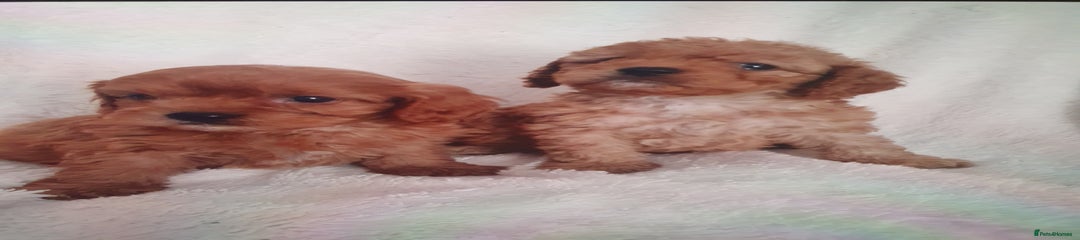 Cavapoo Puppy 2