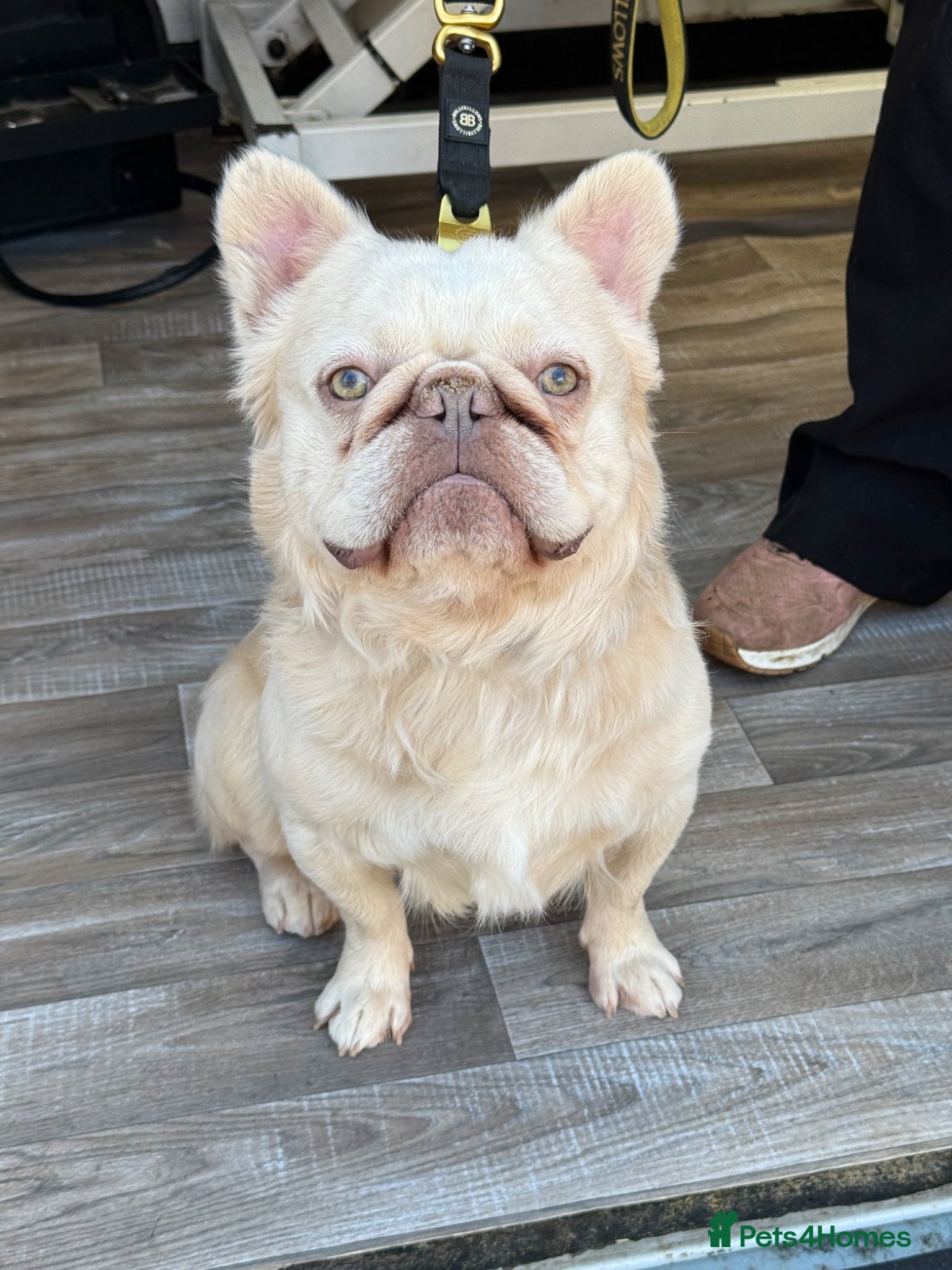 French Bulldog dogs TeeJay - Fluffy Platinum French Bulldog - Advert 1
