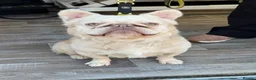 French Bulldog dogs for stud: TeeJay - Fluffy Platinum French Bulldog - Advert 1