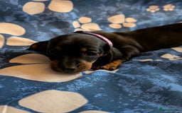 Dachshund dogs for sale: Dachshund Puppies - Image 9