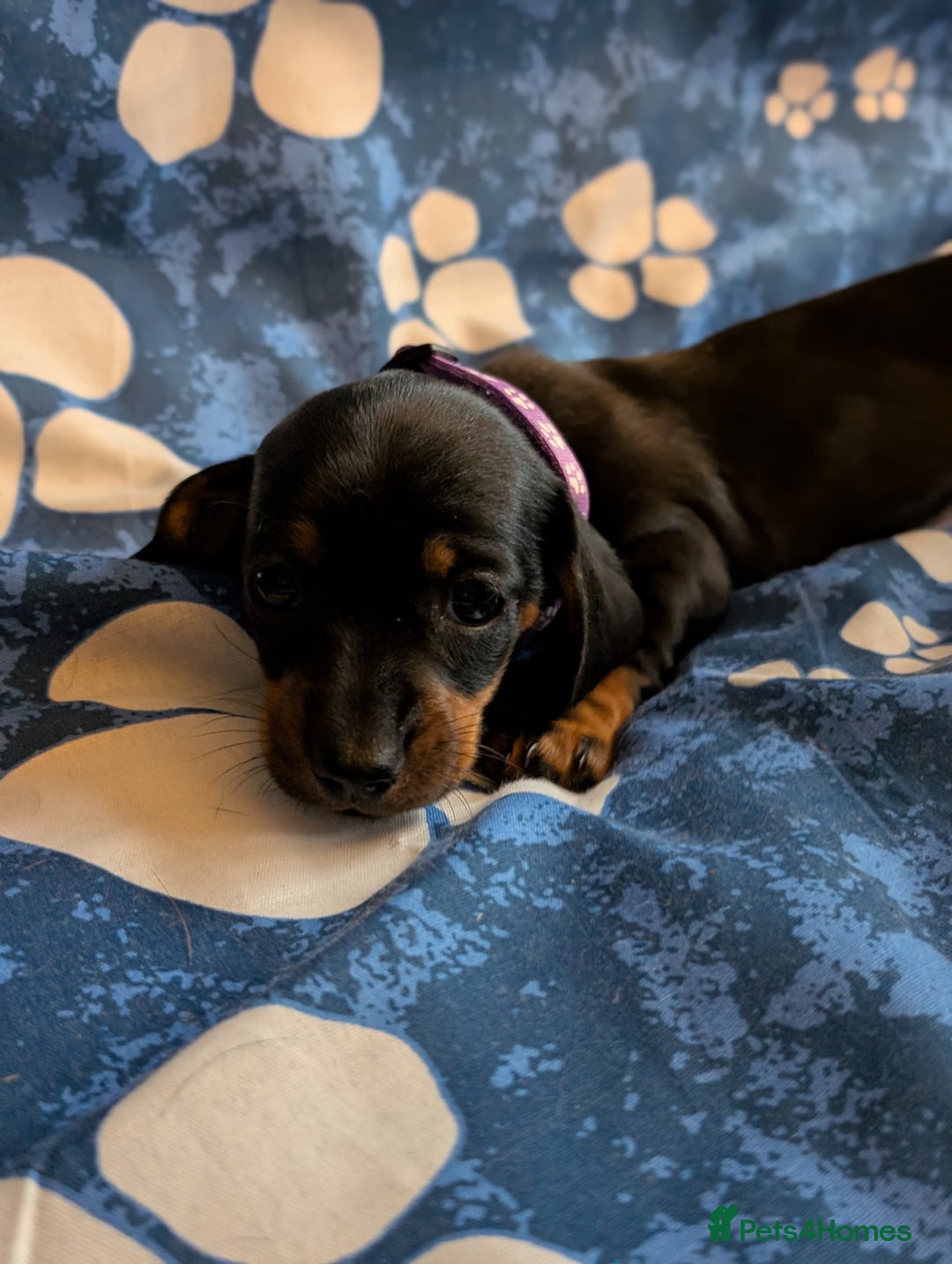 Dachshund dogs for sale: Dachshund Puppies - Image 9
