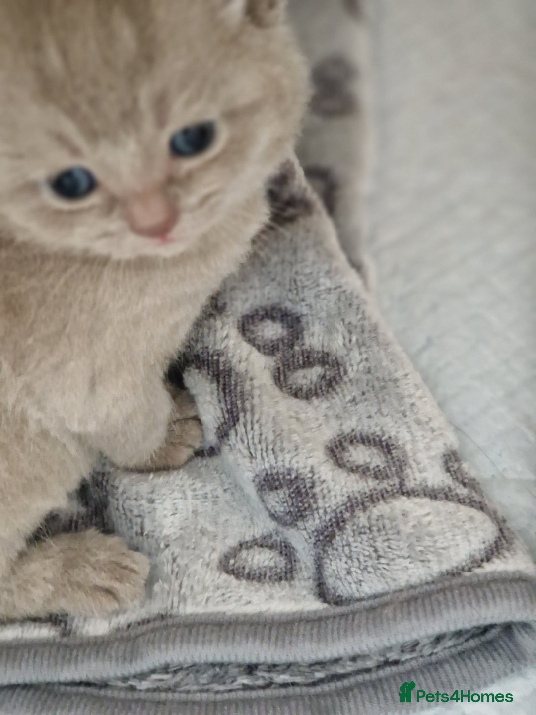 British Shorthair cats for sale: 2 gorgeous lilac British shorthair x2 males - Image 2