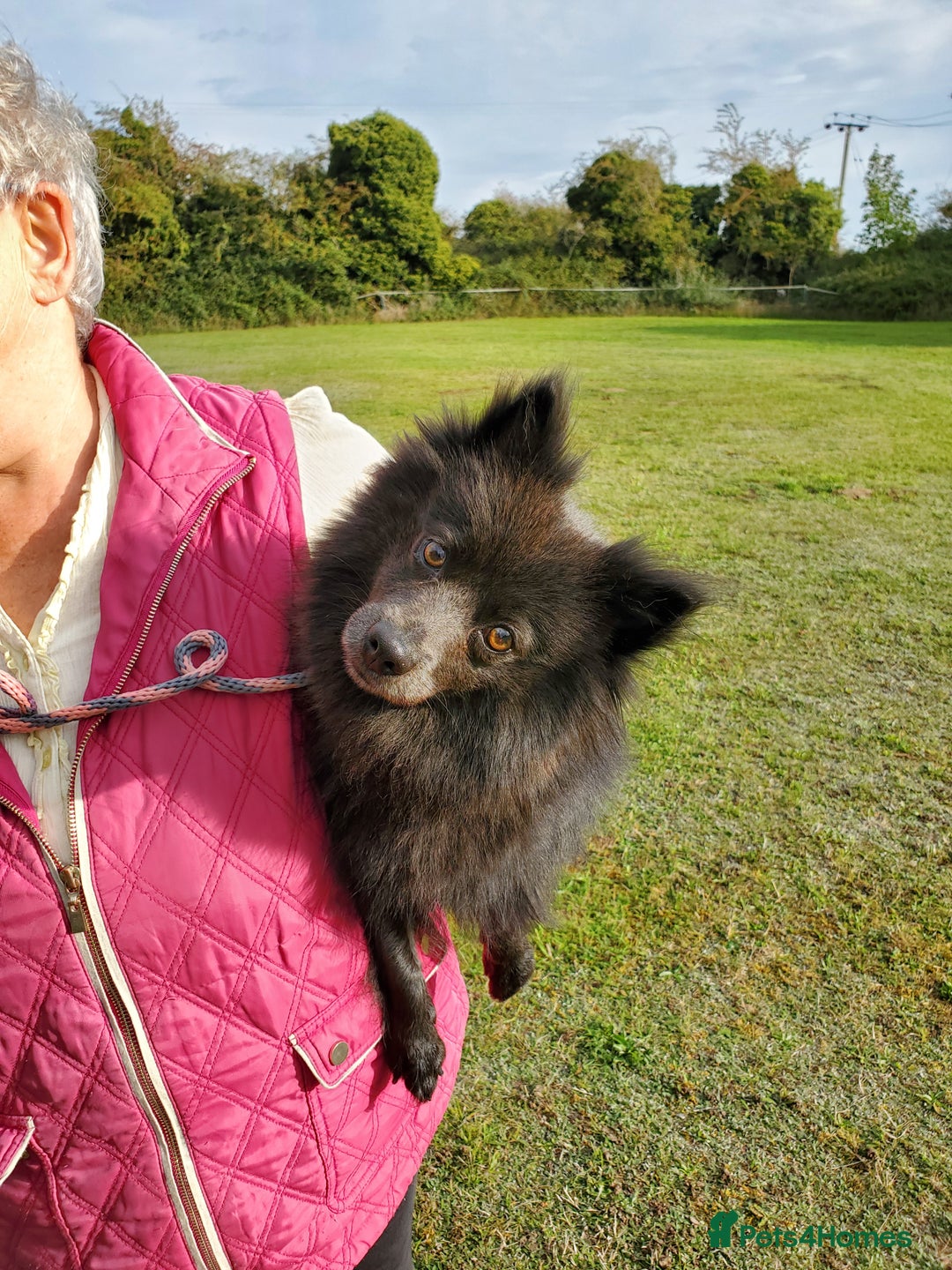 German Spitz dogs for sale: Bluey & Bingo looking for Loving Homes.  - Advert 35