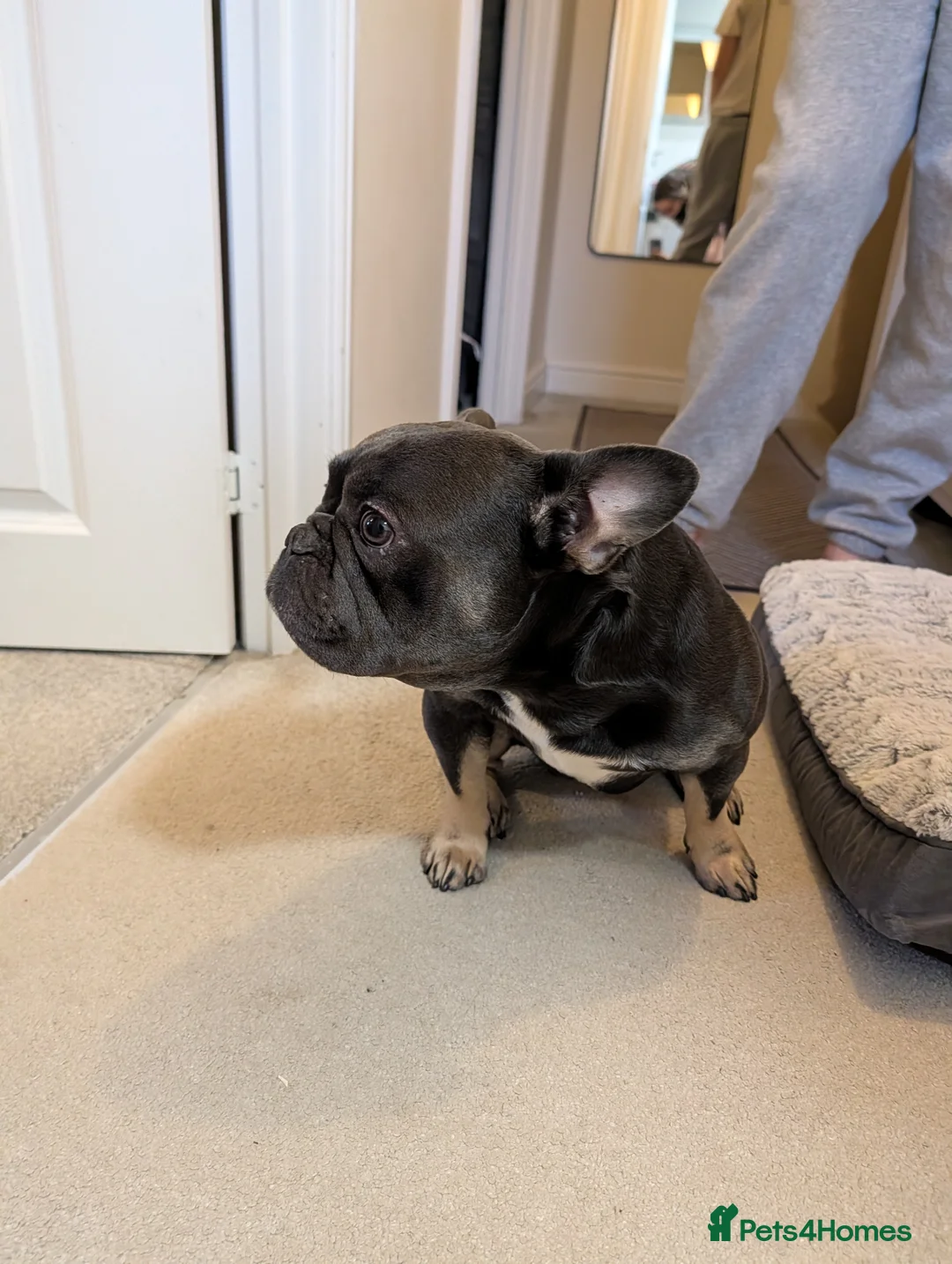 French Bulldog dogs for sale: Reggie - french bulldog  - Advert 3