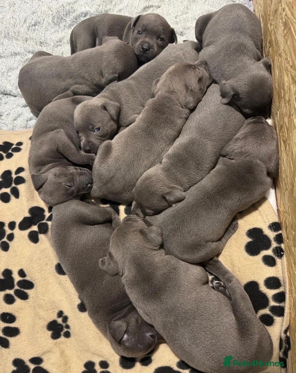 Staffordshire Bull Terrier dogs KC & DNA Tested Blue Staffordshire Bull Terriers - Advert 1