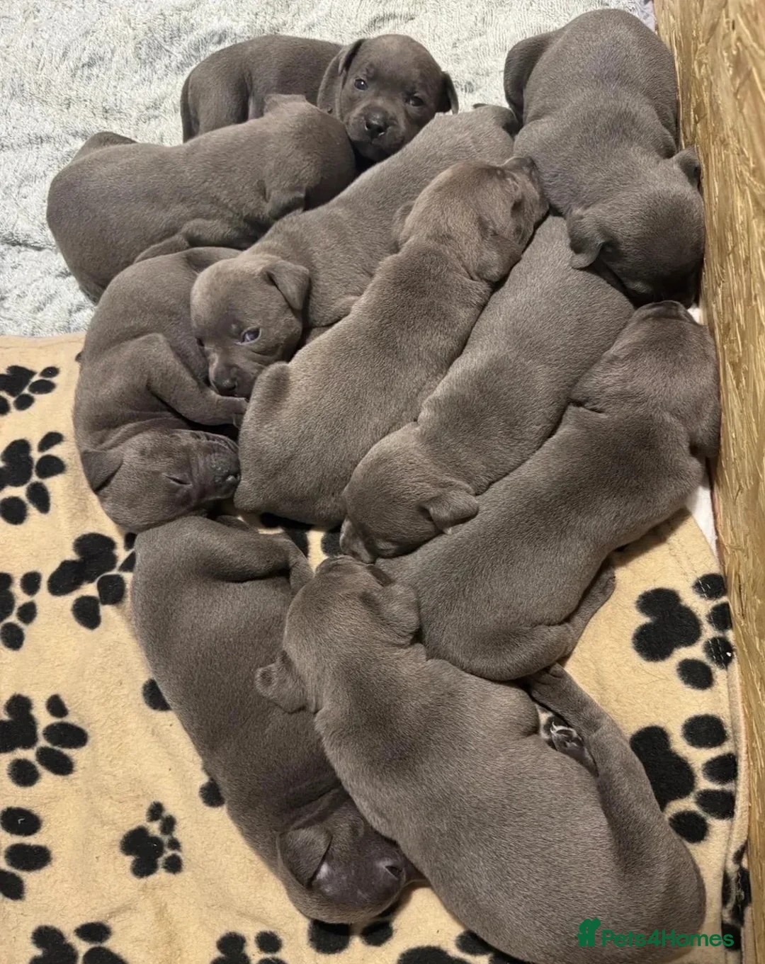 Staffordshire Bull Terrier dogs for sale: KC & DNA Tested Blue Staffordshire Bull Terriers - Advert 1