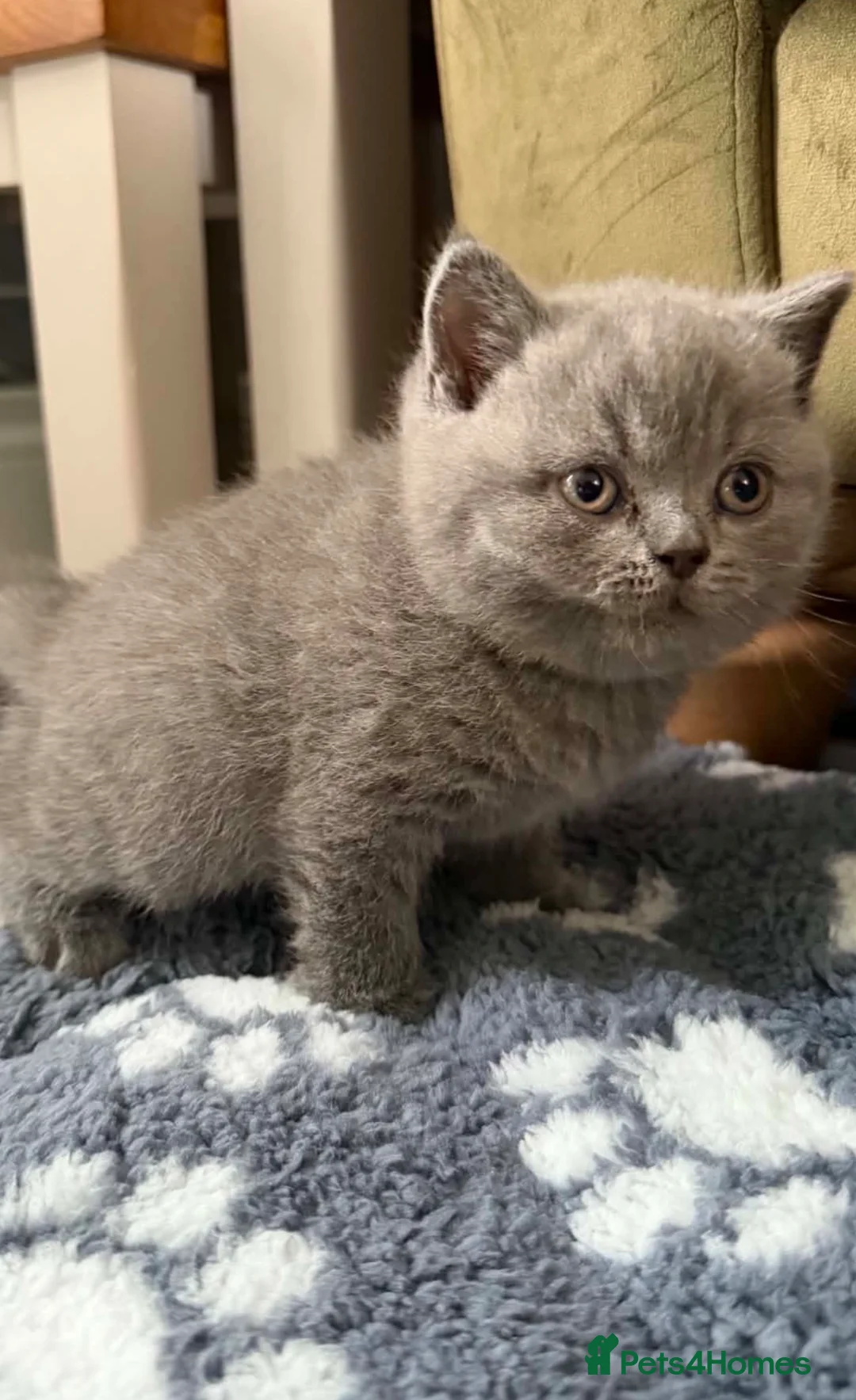 British Shorthair cats for sale: Beautiful British blue short hair kittens  - Advert 2