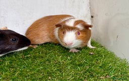 Guinea Pig rodents for sale: Super calm, friendly Guinea pig females  - Image 7