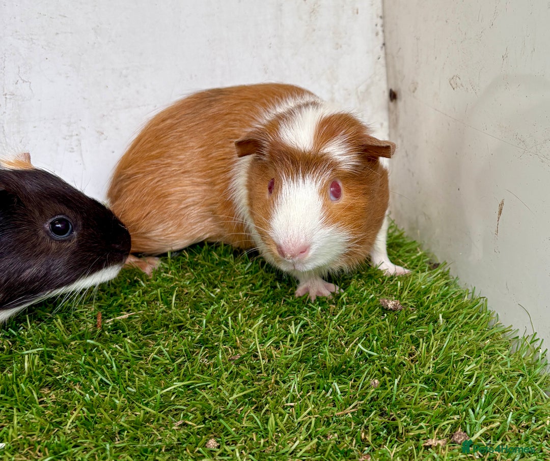Guinea Pig rodents for sale: Super calm, friendly Guinea pig females  - Image 7