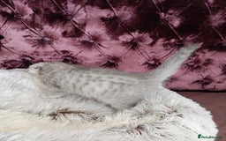 British Shorthair cats for sale: Gorgeous kittens for sale  - Image 8