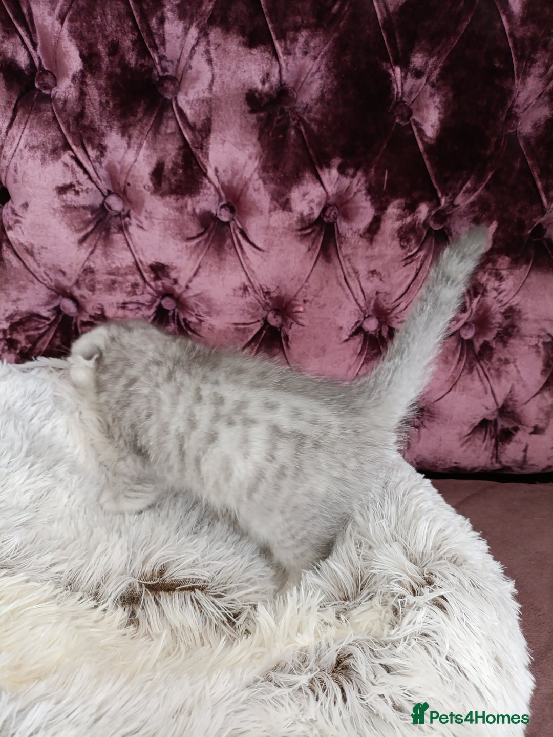 British Shorthair cats for sale: Gorgeous kittens for sale  - Image 8