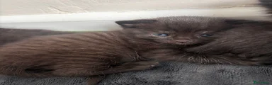 British Shorthair Kitten 1