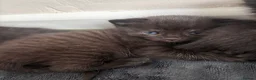 British Shorthair cats for sale: BEAUTIFUL CUTE KITTENS delivery available ! - Advert 9