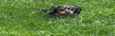 Silver & Tan Dapple Miniature Dachshund Red Collar