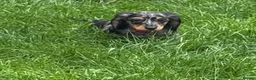Miniature Dachshund dogs for sale: ✨KC Long Haired Miniature Dachshund Puppies  ✨ - Advert 2