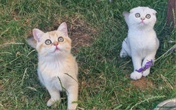 Scottish Fold cats for sale: Scottish straight boy ready to leave - Image 20