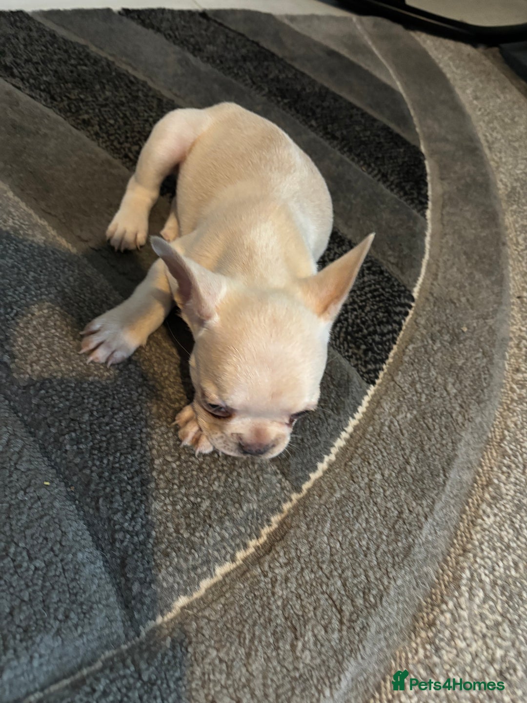 French Bulldog dogs for sale: White French bulldogs puppies  - Image 2