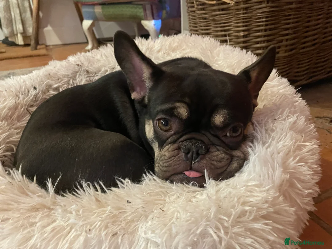 French Bulldog dogs for sale: Nelly only going to 10 star home  - Advert 5