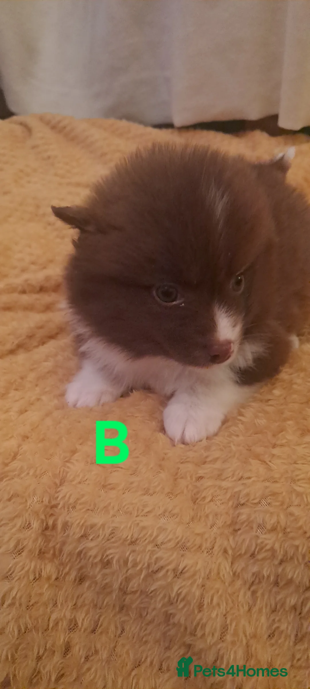 Pomsky dogs for sale: 5 Fluffy Pomsky pups- Ready Now - Advert 4